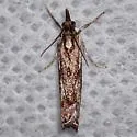 Crambus alienellus - Hodges#5341 - photo 5