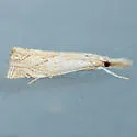 Crambus angulatus - Hodges#5405