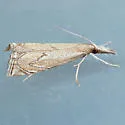 Crambus angulatus - Hodges#5405 - photo 2