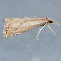 Crambus angulatus - Hodges#5405 - photo 3
