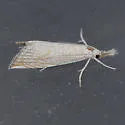 Crambus angulatus - Hodges#5405 - photo 5