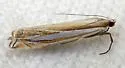 Crambus angustexon - Hodges#5377