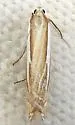 Crambus angustexon - Hodges#5377 - photo 2