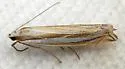 Crambus angustexon - Hodges#5377 - photo 3
