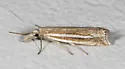Crambus awemellus - Hodges#5347