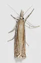 Crambus awemellus - Hodges#5347 - photo 2