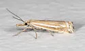 Crambus awemellus - Hodges#5347 - photo 3