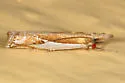 Forked Grass-veneer - Hodges#5342 - photo 2