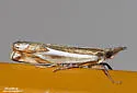 Forked Grass-veneer - Hodges#5342 - photo 3