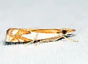 Forked Grass-veneer - Hodges#5342 - photo 4