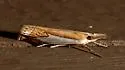 Forked Grass-veneer - Hodges#5342 - photo 5