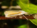 Crambus braunellus - Hodges#5368
