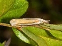 Crambus braunellus - Hodges#5368 - photo 2