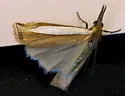 Crambus cypridalis - Hodges#5358