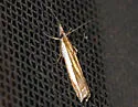 Crambus cypridalis - Hodges#5358 - photo 3