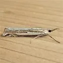 Crambus cypridalis - Hodges#5358 - photo 4