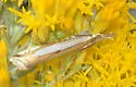 Crambus cyrilellus - Hodges#5373