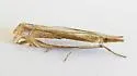 Crambus cyrilellus - Hodges#5373 - photo 3