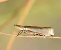 Crambus cyrilellus - Hodges#5373 - photo 4