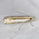 Crambus cyrilellus - Hodges#5373 - photo 5
