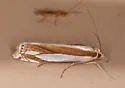 Daecke's Grass-veneer - Hodges#5350 - Crambus daeckellus