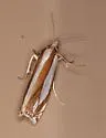 Daecke's Grass-veneer - Hodges#5350 - photo 2