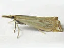 Crambus gausapalis - Hodges#5351 - photo 2