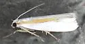 Girard's Grass-veneer - Hodges#5365 - photo 4