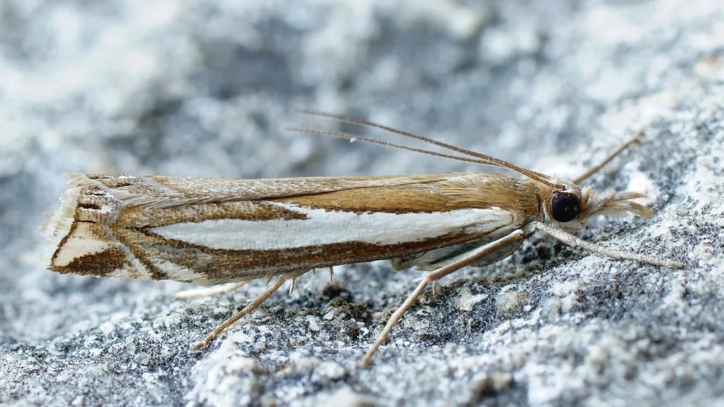 Crambus hamella - Hodges#5340 - photo 2