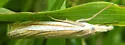 Eastern Grass-veneer - Hodges#5378 - photo 2