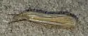 Eastern Grass-veneer - Hodges#5378 - photo 5