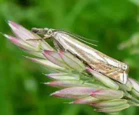 Crambus lathoniellus - photo 2