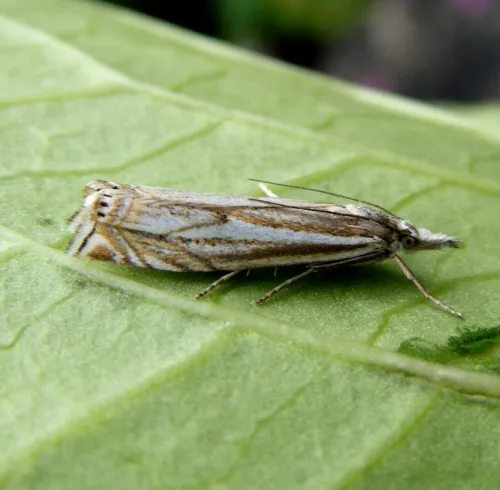 Crambus lathoniellus - photo 3