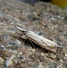 Crambus lathoniellus - photo 4