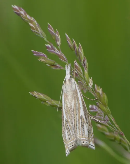 Crambus lathoniellus - photo 5