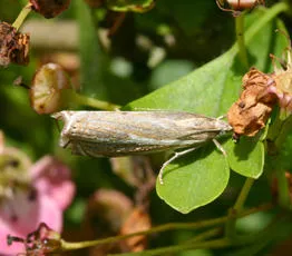Crambus lathoniellus - photo 6