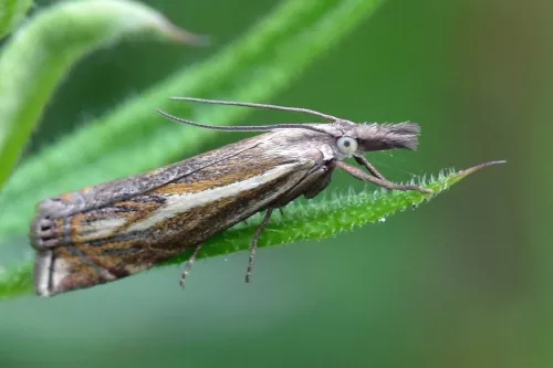 Crambus lathoniellus - photo 7