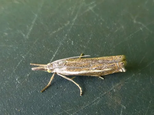 Crambus lathoniellus - photo 8