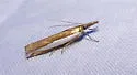 Leach's Grass-veneer - Hodges#5357 - photo 2