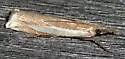 Leach's Grass-veneer - Hodges#5357 - photo 3