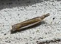 Leach's Grass-veneer - Hodges#5357 - photo 5