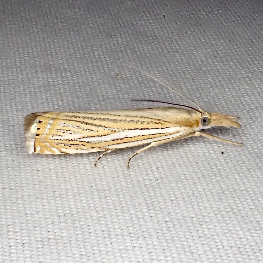 Crambus multilinellus - Hodges#5364 - photo 2