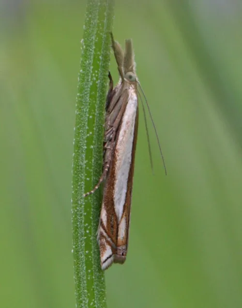 Crambus pascuella - Crambus pascuella