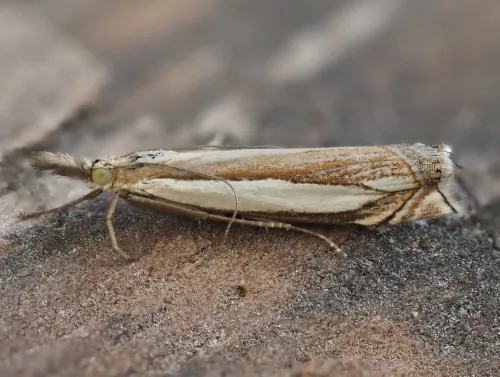Crambus pascuella - photo 2