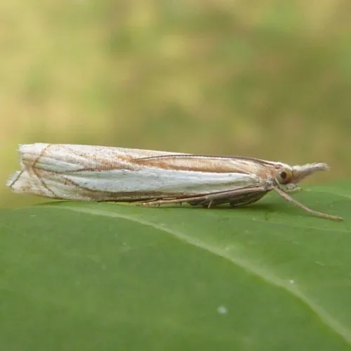 Crambus pascuella - photo 3