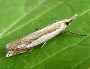 Crambus pascuella - photo 4