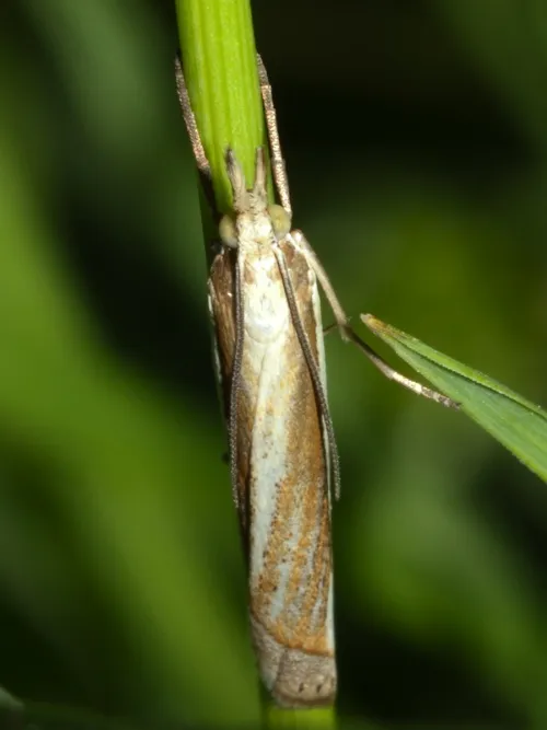 Crambus pascuella - photo 5