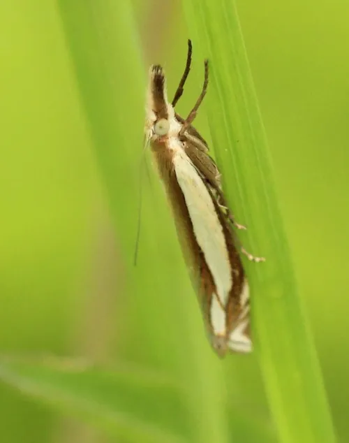 Crambus pascuella - photo 6