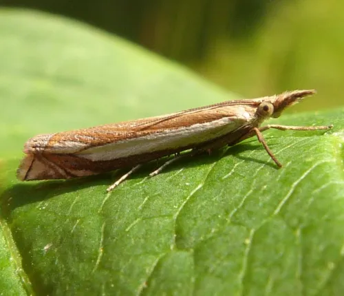 Crambus pascuella - photo 7