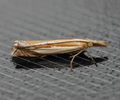 Crambus pascuella - photo 8